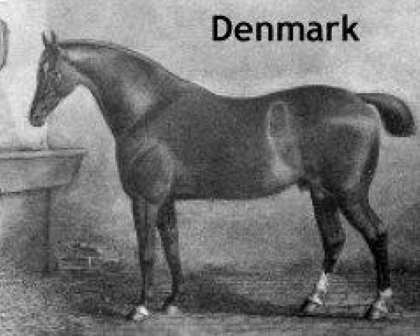 stallion Denmark (ex Bourdas Denmark) (Hackney (horse/pony), 1862, from Sir Charles)