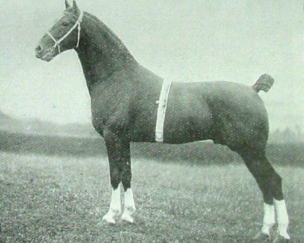 stallion Admiral Crichton (Hackney (horse/pony), 1907, from Royal Danegelt)