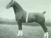 stallion Admiral Crichton (Hackney (horse/pony), 1907, from Royal Danegelt)