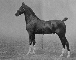 horse Adbolton Kingmaker (Hackney (horse/pony), 1912, from King's Proctor)