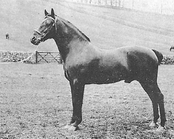 stallion Sir Horace (Hackney (horse/pony), 1891, from Little Wonder 2nd)