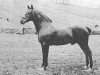 stallion Sir Horace (Hackney (horse/pony), 1891, from Little Wonder 2nd)