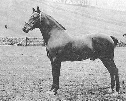 Deckhengst Sir Horace (Hackney (Pferd/Pony), 1891, von Little Wonder 2nd)