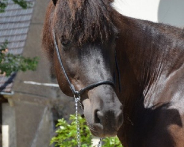 Pferd Gydia (Zuchtversuch Aegidienberger, 2003, von Spori vom Schloss Neubronn)