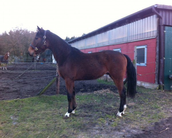 stallion Cleyton (Oldenburg show jumper, 2012, from Cornet’s Balou)