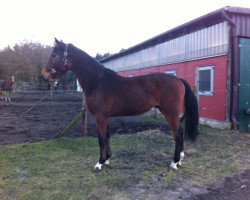 Deckhengst Cleyton (Oldenburger Springpferd, 2012, von Cornet’s Balou)