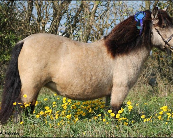 Zuchtstute Pocahontas (Shetland Pony, 2007, von Nesch of Baltic Sea)