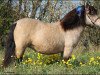 broodmare Pocahontas (Shetland Pony, 2007, from Nesch of Baltic Sea)