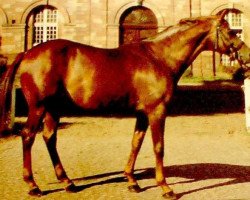 stallion Vol D'Amour (Selle Français, 1980, from Votez Bien AA)