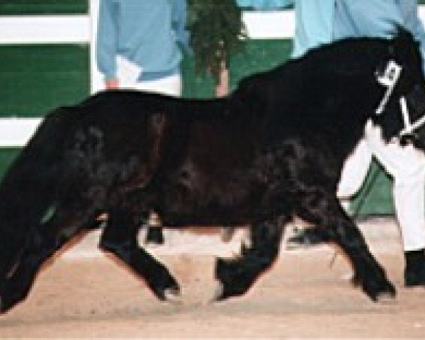 stallion Nesch of Baltic Sea (Shetland Pony, 1997, from Narco v.d. Uitweg)