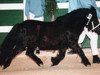 stallion Nesch of Baltic Sea (Shetland Pony, 1997, from Narco v.d. Uitweg)