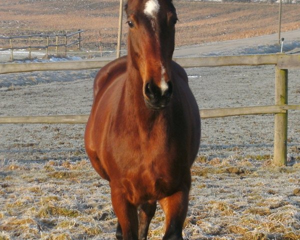 Pferd My Lady (Deutsches Reitpferd, 2011)