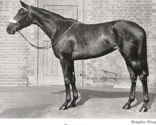 broodmare Pathwood xx (Thoroughbred, 1950, from Bois Roussel xx)