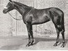 broodmare Pathwood xx (Thoroughbred, 1950, from Bois Roussel xx)