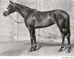 broodmare Pathwood xx (Thoroughbred, 1950, from Bois Roussel xx)