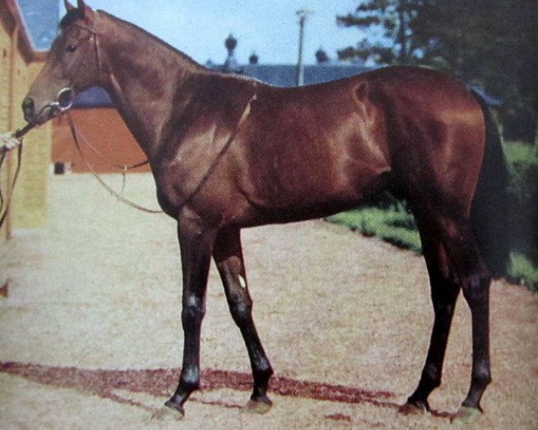 stallion Royal Forest xx (Thoroughbred, 1946, from Bois Roussel xx)