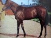 stallion Royal Forest xx (Thoroughbred, 1946, from Bois Roussel xx)