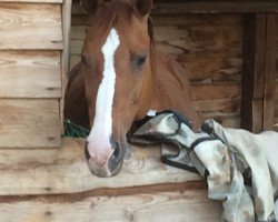 horse Ravella (Belgian Warmblood, 1991)