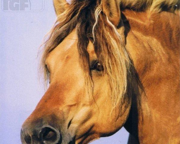 stallion Irving (Fjord Horse, 1994, from Illiano)