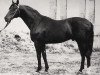 stallion Bespetschnyj (Russian Warmblood, 1953, from Buket)