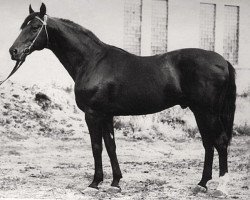 stallion Bespetschnyj (Russian Warmblood, 1953, from Buket)