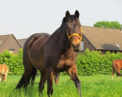 Pferd Lobke (KWPN (Niederländisches Warmblut), 1993, von Triton)