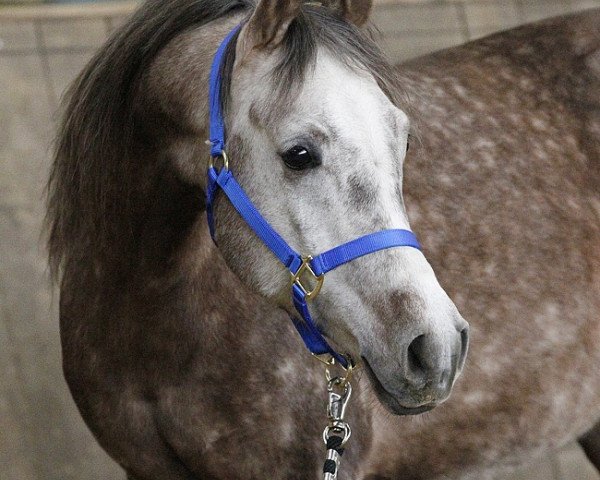 horse Eberiusz (Arabian thoroughbred, 2010, from Gaspar)