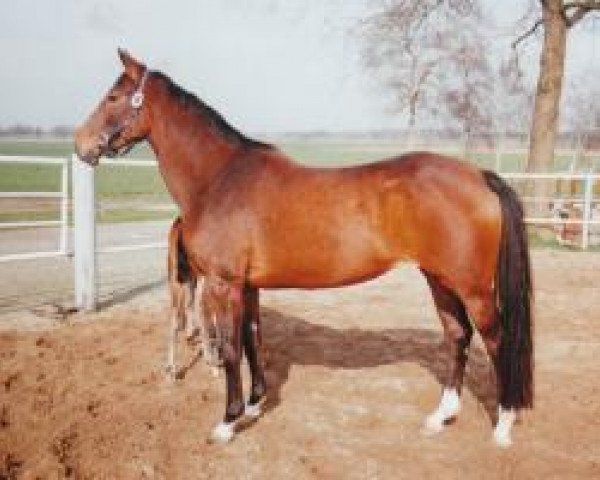 Pferd Laranja (Hannoveraner, 1997, von Laptop)