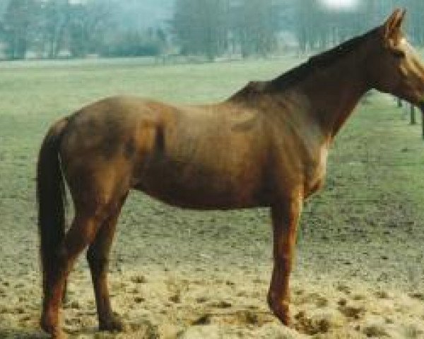 broodmare Bellamie (Hanoverian, 1973, from Black Sky xx)