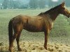 broodmare Bellamie (Hanoverian, 1973, from Black Sky xx)