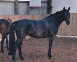 broodmare Szeria (Hanoverian, 1985, from Salem 4258)