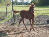 jumper Crowning Glory (Hanoverian, 2011, from Chivas)