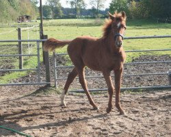 dressage horse Crowning Glory (Hannoveraner, 2011, from Chivas)