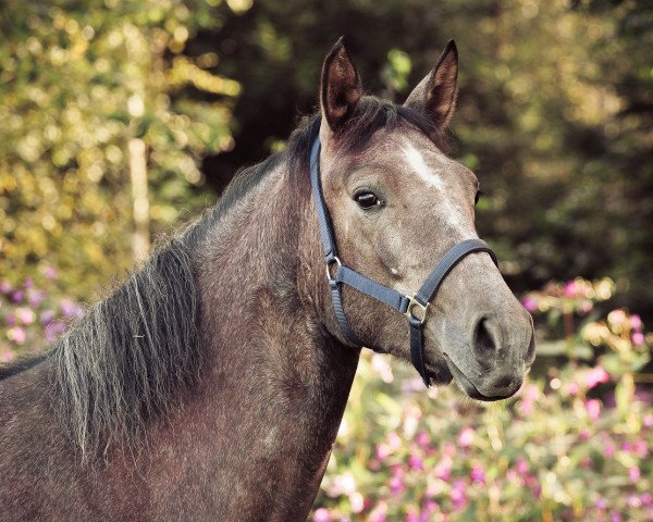 broodmare Wendy (Lusitano,  , from Wendekreis)