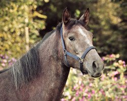 Pferd Wendy (Lusitano, von Wendekreis)