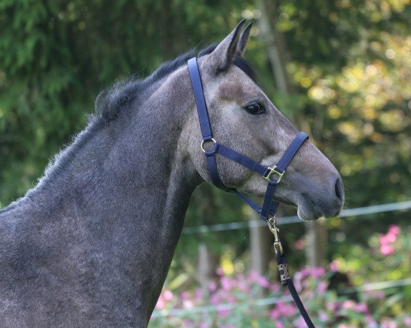 horse Socke (Lusitano, 2011)