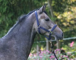 Pferd Socke (Lusitano, 2011)