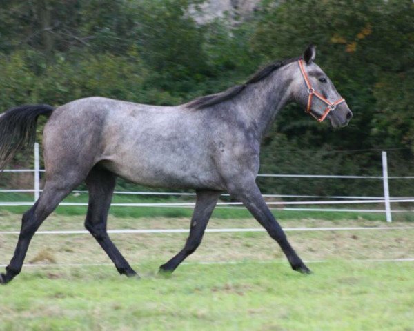 horse Call me Carlsson (German Warmblood, 2011, from Centinus)