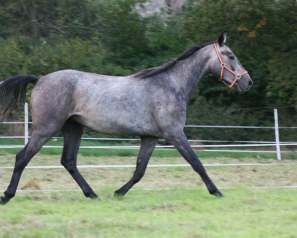 Pferd Call me Carlsson (Deutsches Reitpferd, 2011, von Centinus)