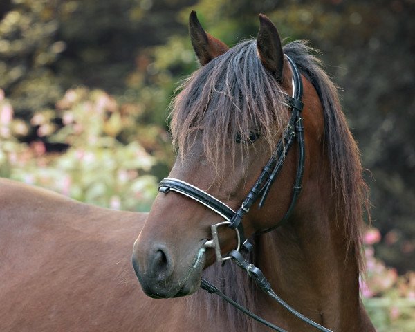 horse Fidalgo (Lusitano, 2010)