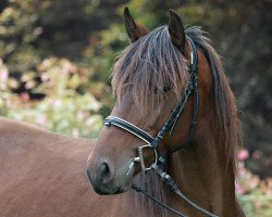 Pferd Fidalgo (Lusitano, 2010)