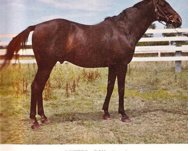 horse Better Boy xx (Thoroughbred, 1951, from My Babu xx)