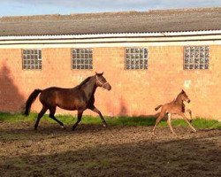 broodmare Wyra 2 (Holsteiner, 2006, from Quite Easy I)