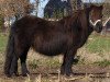 broodmare Esstella v.d. Mulder (Shetland Pony, 1989, from Lord Gloom van Vliek)