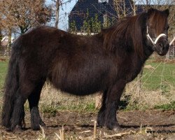 Zuchtstute Esstella v.d. Mulder (Shetland Pony, 1989, von Lord Gloom van Vliek)