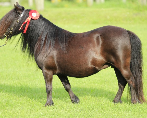 broodmare Fediola v. d. Römer (Shetland Pony, 1991, from Balade van de Römer)