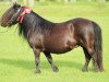 broodmare Fediola v. d. Römer (Shetland Pony, 1991, from Balade van de Römer)
