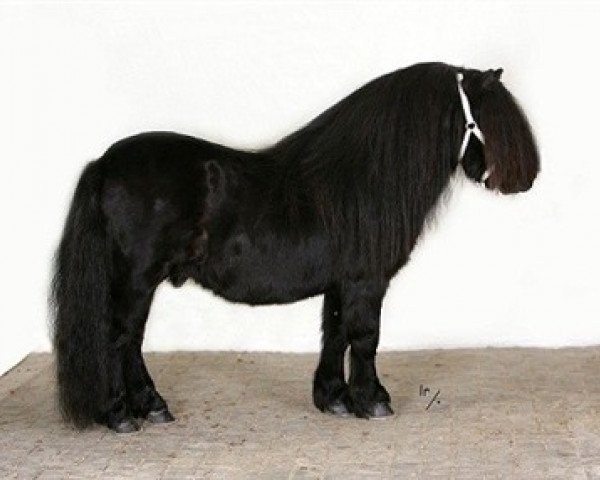 stallion Olivier van de Amstelhof (Shetland Pony, 1999, from Friso van de Heuvelshof)