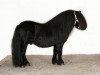 stallion Olivier van de Amstelhof (Shetland Pony, 1999, from Friso van de Heuvelshof)