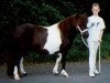 Zuchtstute Garinda van de Noord (Shetland Pony, 1992, von Carlos van Heesselt)